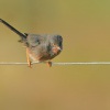 Penice kastanova - Sylvia undata - Dartford Warbler 3086